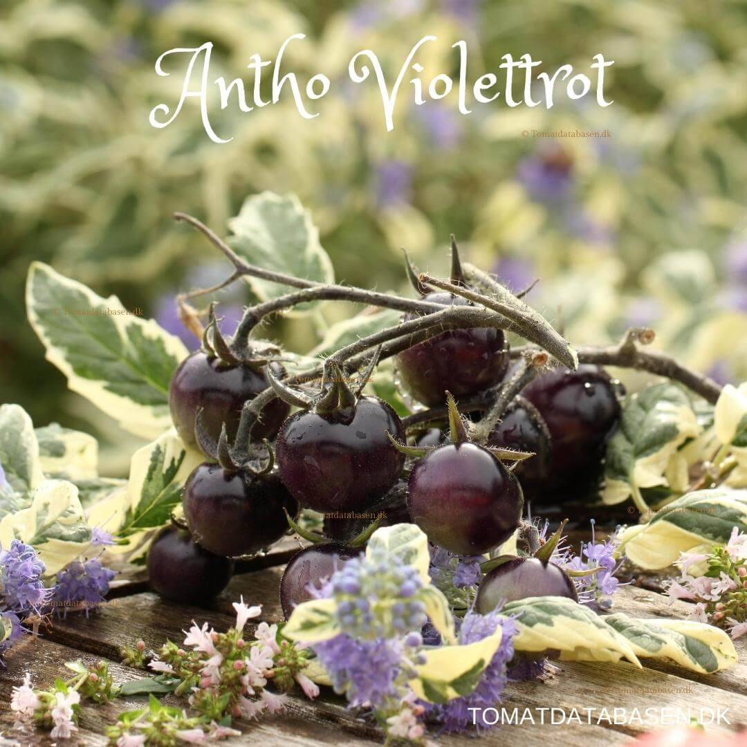 Antho Violettrot